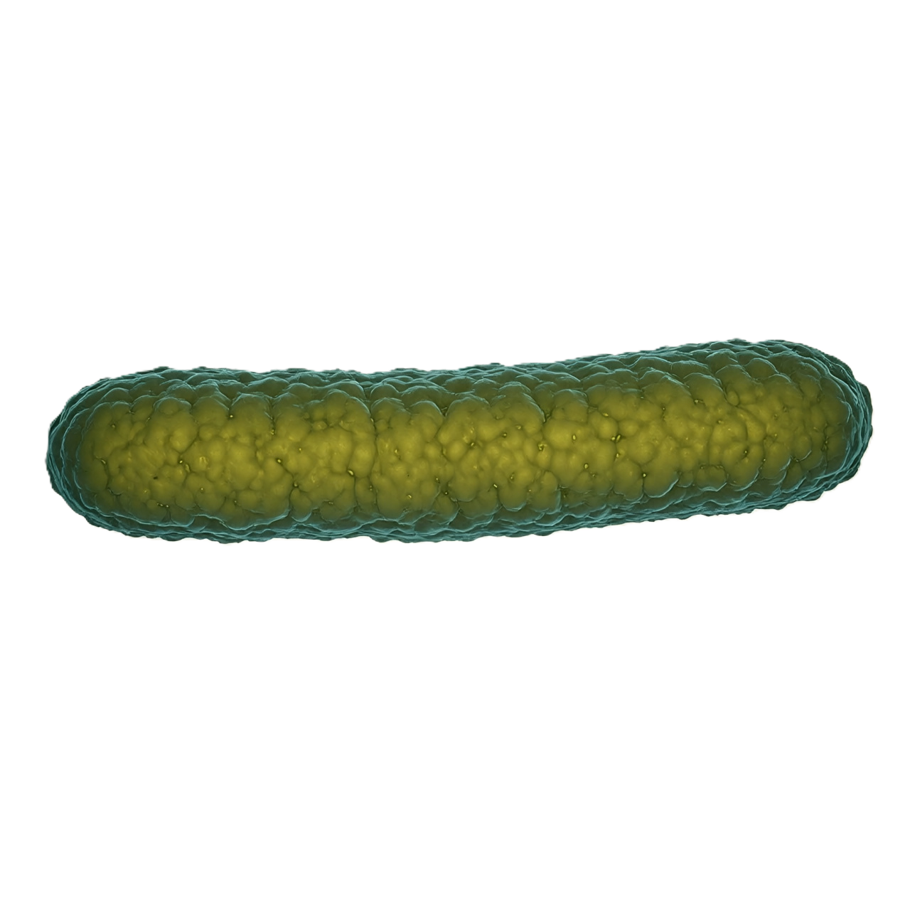 Vibrio cholerae